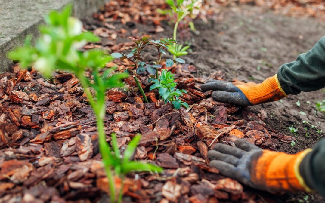 Mulching Mistakes
