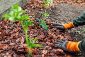 Mulching Mistakes